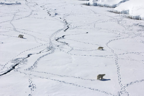 Сокращение площади морских льдов, где белые медведи живут и добывают пищу, может в ближайшем будущем привести к исчезновению популяции. На фото: три взрослых белых медведя в поисках пищи на морскому льду на юго-востоке Гренландии. Credit: Kristin Laidre, Вашингтонский университет / flickr.com